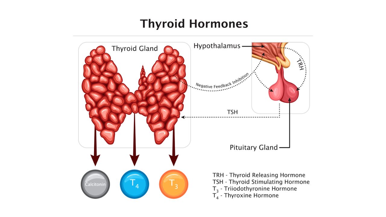 Can hypothyroidism cause erectile dysfunction